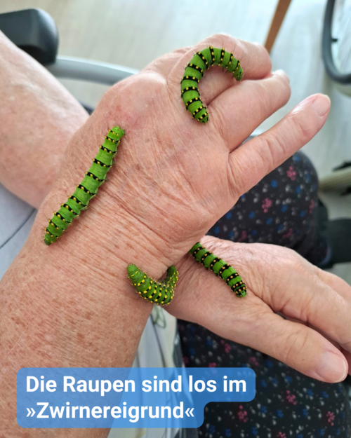 Drei grüne Raupen krabbeln auf den faltigen Händen einer älteren Person. Text: 'Die Raupen sind los im »Zwirnereigrund«'.